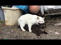 交尾を仕掛けるタイミングが卑劣すぎる白猫