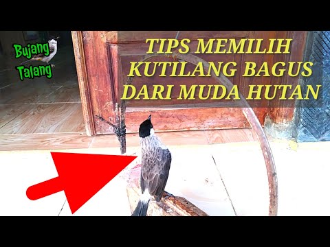 Video: Cara Memilih Kilang Yang Tidak Bersahaja Untuk Pejabat