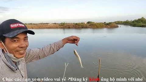 Câu cá bóng đục. Một ngày giật cá mỏi tay || Thiên Nhiên Muôn Màu