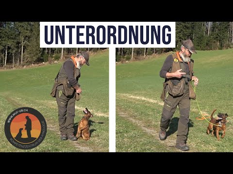 Video: Wie man Hunde diszipliniert, wenn sie weglaufen