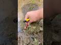 Cracker underwater #shorts#fireworks#cracker#diy