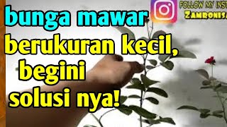 bunga mawar berukuran kecil,begini solusinya!