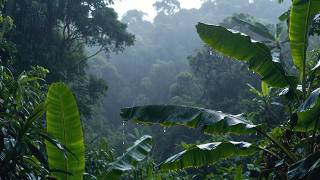 99% Instantly Deep Sleep With Best Rain Sounds | Natural Rainforest Ambience for Insomnia Relief