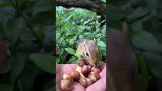 6 Years Ago I Fed My 1St Chipmunk & Love Stinky, This Is Her Baby Shooshi #Stinky #Shooshi  #Shorts