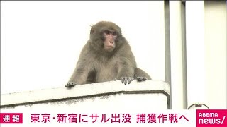 東京・新宿にサル出没・・・多数の目撃情報　捕獲作戦へ(2021年11月2日)