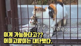 이게 가능하다고? 초인적인 어미길냥이 | 순종적인 아기 길냥이 | 돌아와 달걀아 | by 캡틴모모 captain momo 2,257 views 3 years ago 2 minutes, 48 seconds