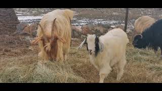 Şık Berkan Öztürk