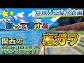 関西のおすすめ釣り場紹介【貝塚人工島水路編】#Shorts