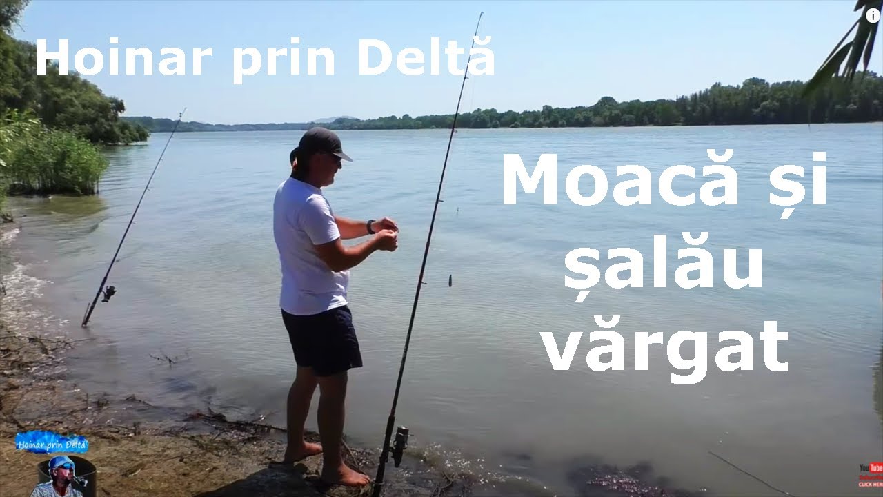 Hoinar prin Deltă. Moacă și șalău vărgat
