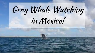 Gray Whale Watching Mexico by The Rolling Pack 126 views 7 years ago 2 minutes, 48 seconds