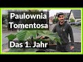 Der Wunderbaum - Paulownia Tomentosa