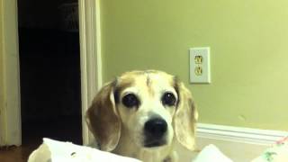 Lacey Loves Tissues by Tom Clancy 640 views 11 years ago 1 minute, 21 seconds