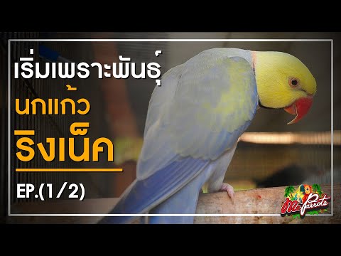 เริ่มเพาะพันธุ์ริงเน็ค (1/2)