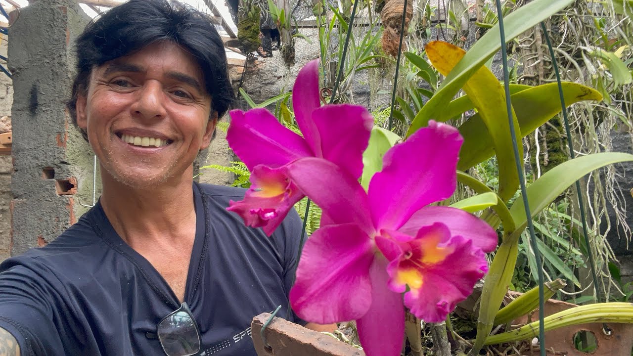 PHALAENOPSIS PLANTADA NA FIBRA DE COCO