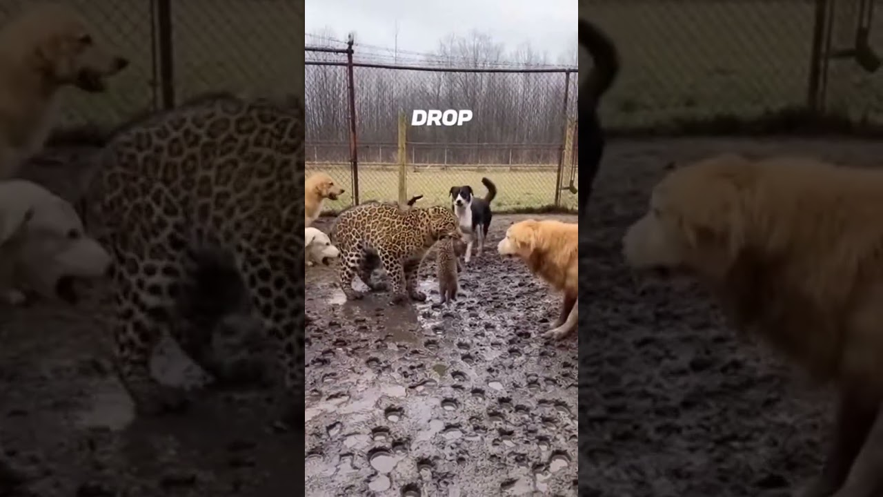 Золотистый ретривер спасает красную панду! Так трогательно! 