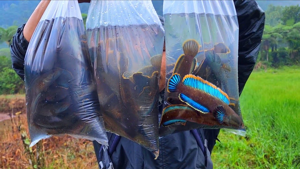 LUAR BIASAA..!! Dapat Berbagai Jenis Ikan Channa Limbata Ditempat Ini || Jebakan Ikan Channa Limbata