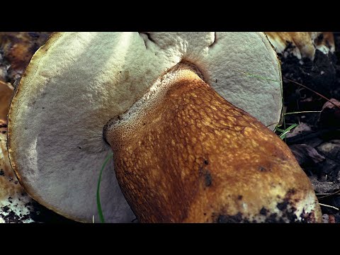 Video: When are boletus boletus harvested and in what month