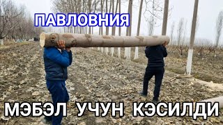 картинка: #ПАВЛОВНИЯ.  МЕБЕЛ  УЧУН  КЕСИЛДИ  200$