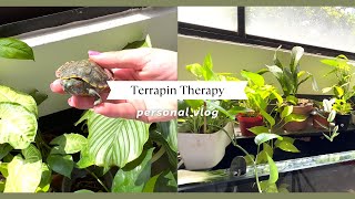 Terrapin Turtle Care Routine | Sandra Faustina by Sandra Faustina 35 views 6 months ago 4 minutes, 28 seconds