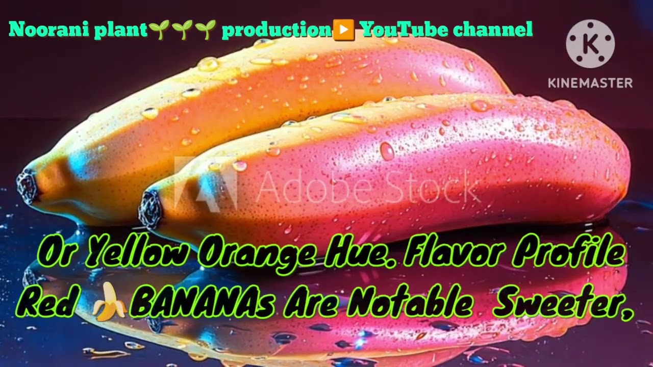 About Red Banana🍌