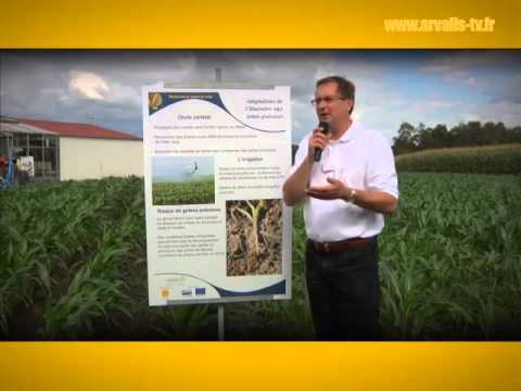 Vidéo: Qu'est-ce que la pyrale du maïs et comment affecte-t-elle les plants de maïs et le rendement en grains?