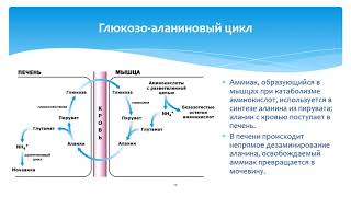 Лекция 7 (часть 1) ОБРАЗОВАНИЕ АММИАКА И ЕГО ОБЕЗВРЕЖИВАНИЕ В ОРГАНИЗМЕ