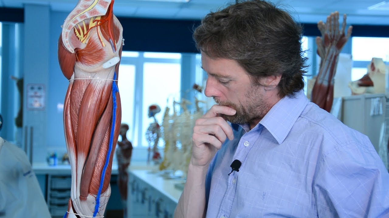 Veins of the lower limb (varicose veins, DVT)