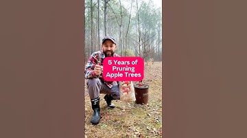 5 Years of Pruning Apple Trees #shorts #pruning #fruittrees #gardening #orchard #growyourownfood