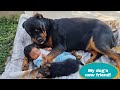 Jerry became very excited to meet baby and puppy  german shepherd