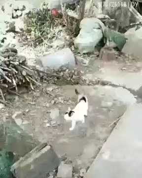 Anne kedi yavrusu ağaçtan inemeyince yardıma koşuyor