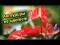 АНТУРИУМ НЕ ЦВЕТЕТ. Болезни Антуриума. Как вылечить цветок.