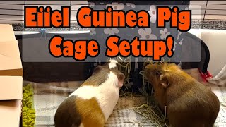 Setup a C&C Guinea Pig Cage with Me! by Rebecca's Pet Care 25 views 2 months ago 2 minutes, 44 seconds