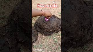 experiment of bomb in gobar 😱🔥🔥#shorts #viral #firecracker