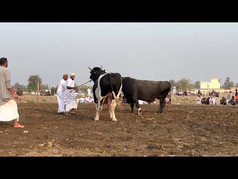 ملايين و مخالف