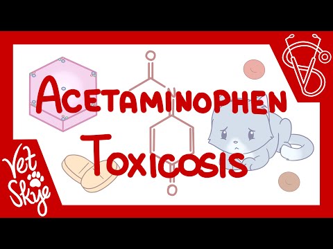 Video: Acetaminofeno toksiškumas katėms ir šunims