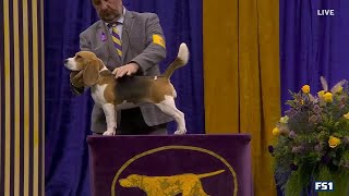 2023 Hound Group Judging