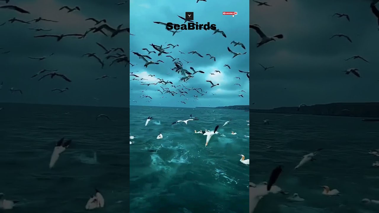 "🌍 Welcome to Zero Hours 🕛🦅 Seabirds in Action: Masters of the Ocean Skies 🌊"