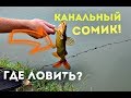 Как ловить канального сомика? Нерест и места обитания канального сома!