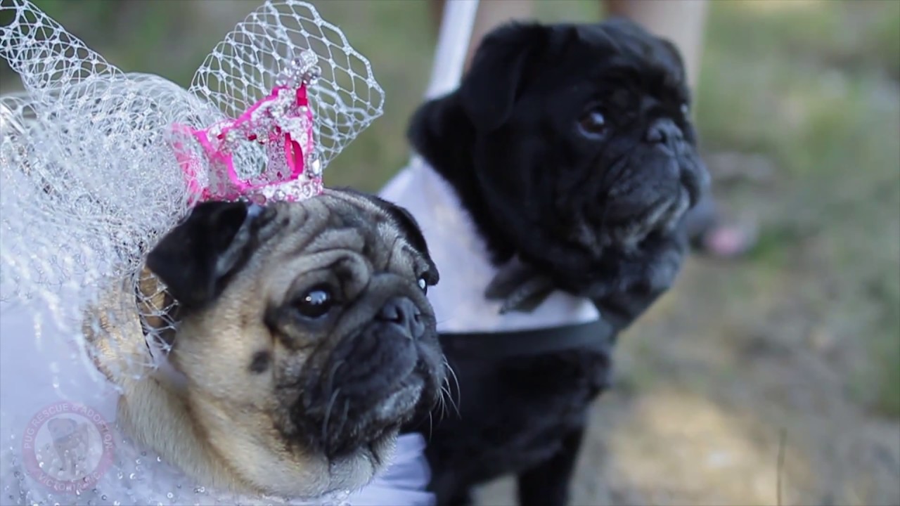 Pug Puppies Pug Planet Pug Rescue Austin Pug Adoption Center