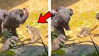 A thieving raccoon gets beat up by chimpanzees