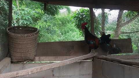 Qaib qus txuam(พาชมไก่ป่าผสมสวยๆและเสียงดีมากของลุงท่านหนึ่ง)