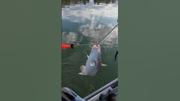 EASY Way to Unhook Catfish