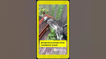 бухгалтер гумор 
