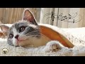 Music for Stressed Cats - Harp Music and Cat Purring Sounds / Relaxing Music, Sleep Music