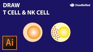 Draw T cell and NK cell | Graphical Abstract | Scientific Illustration