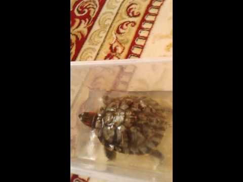 Обзор на мой