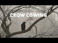 Crow Cawing Sound Effect 1 Hour Crow Cawing Sound Effect 1 Hour