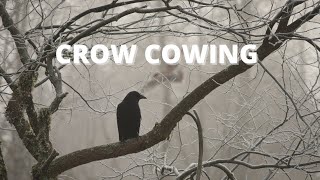Crow Cawing Sound Effect | 1 Hour
