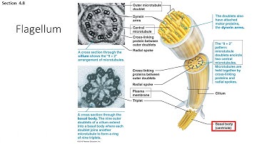 Biol 101 Chapter 4 powerpoint last part audio 10042020