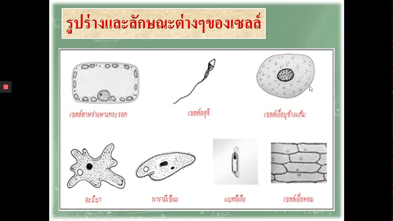 หน่วยเซลล์ของสิ่งมีชีวิต ม.1